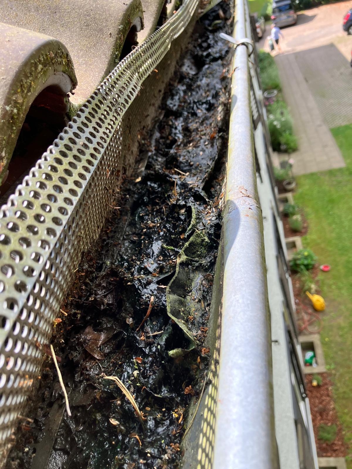 Verstopfte Dachrinne trotz Gitter – Laub und Pollen haben sich abgelagert