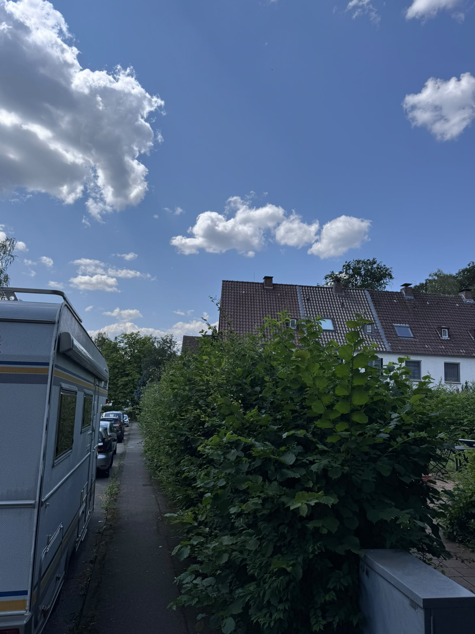 Hecke vor dem Schnitt – unkontrolliertes Wachstum am Steimker Berg Wolfsburg